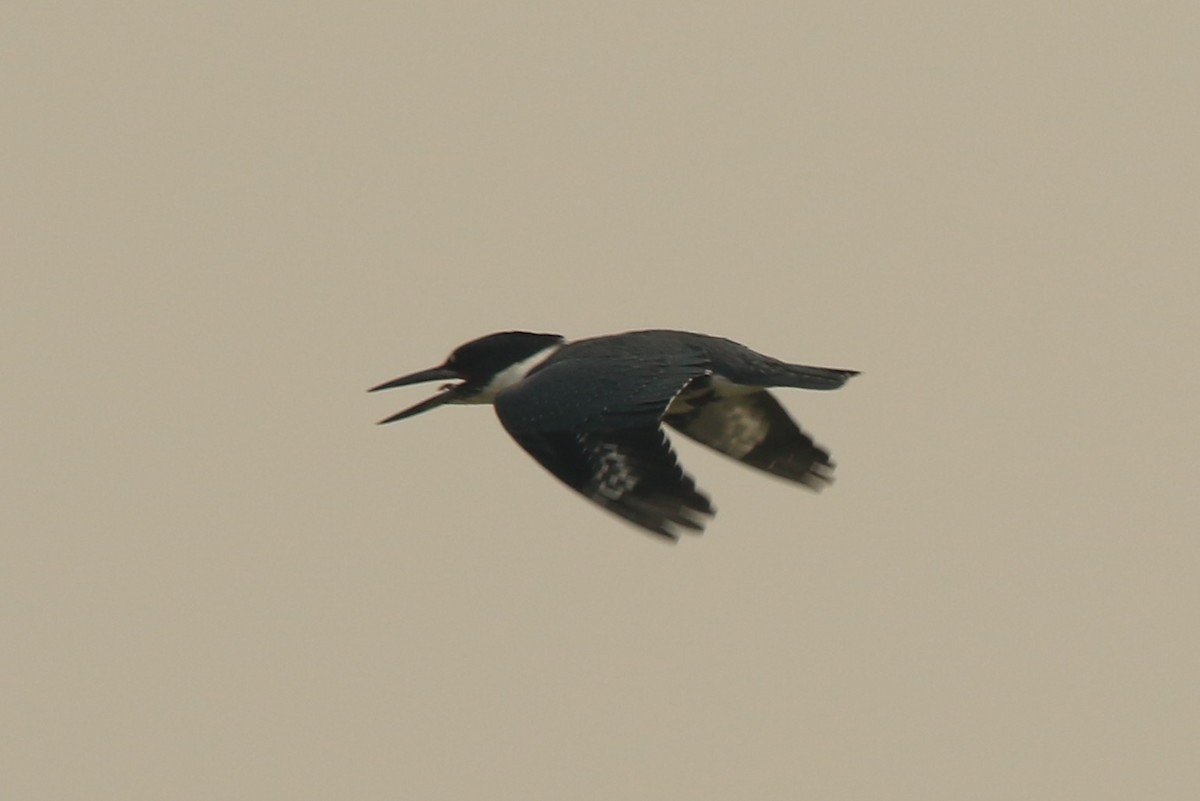 Belted Kingfisher - ML109734531