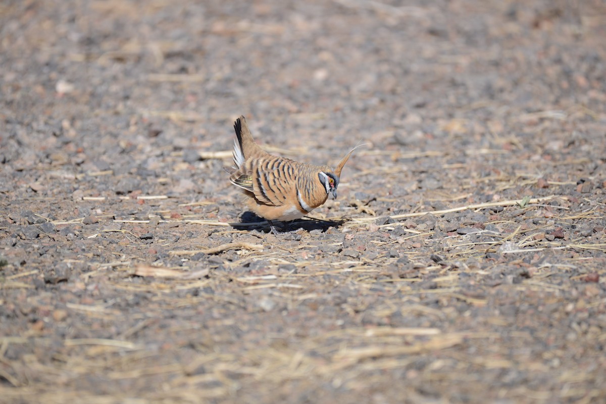 Spinifex Pigeon - ML109736811