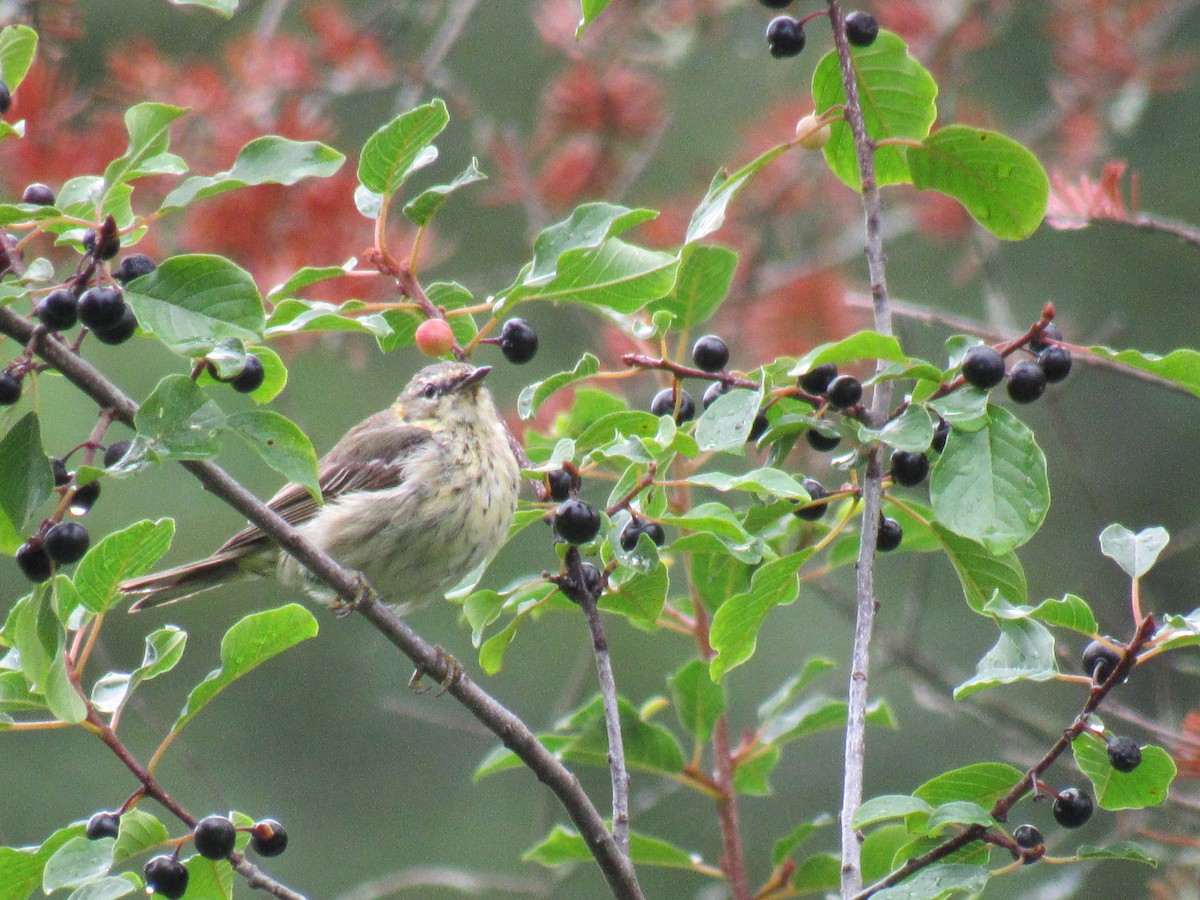 Cape May Warbler - ML109739241