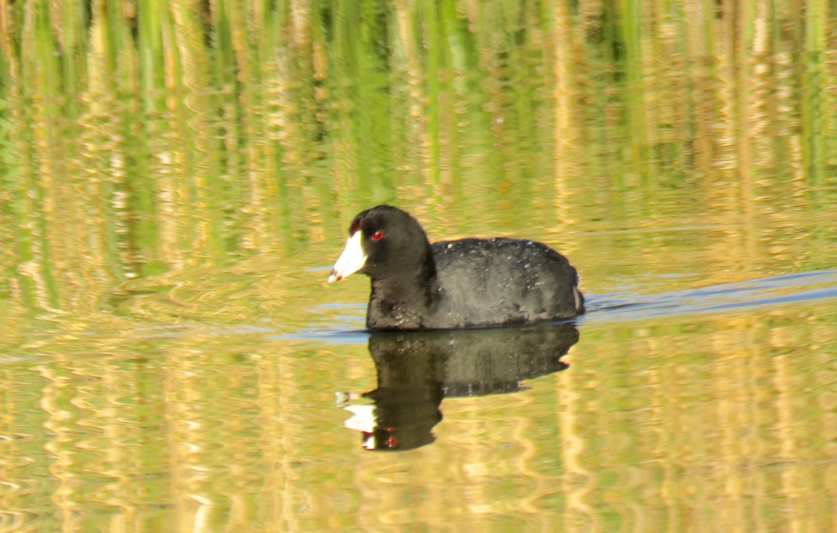 American Coot (Red-shielded) - ML109739431