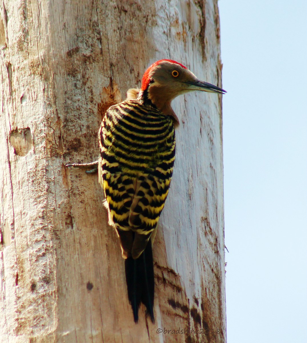 Hispaniolan Woodpecker - ML109742071