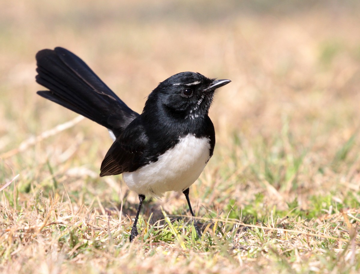Willie-wagtail - Corey Callaghan