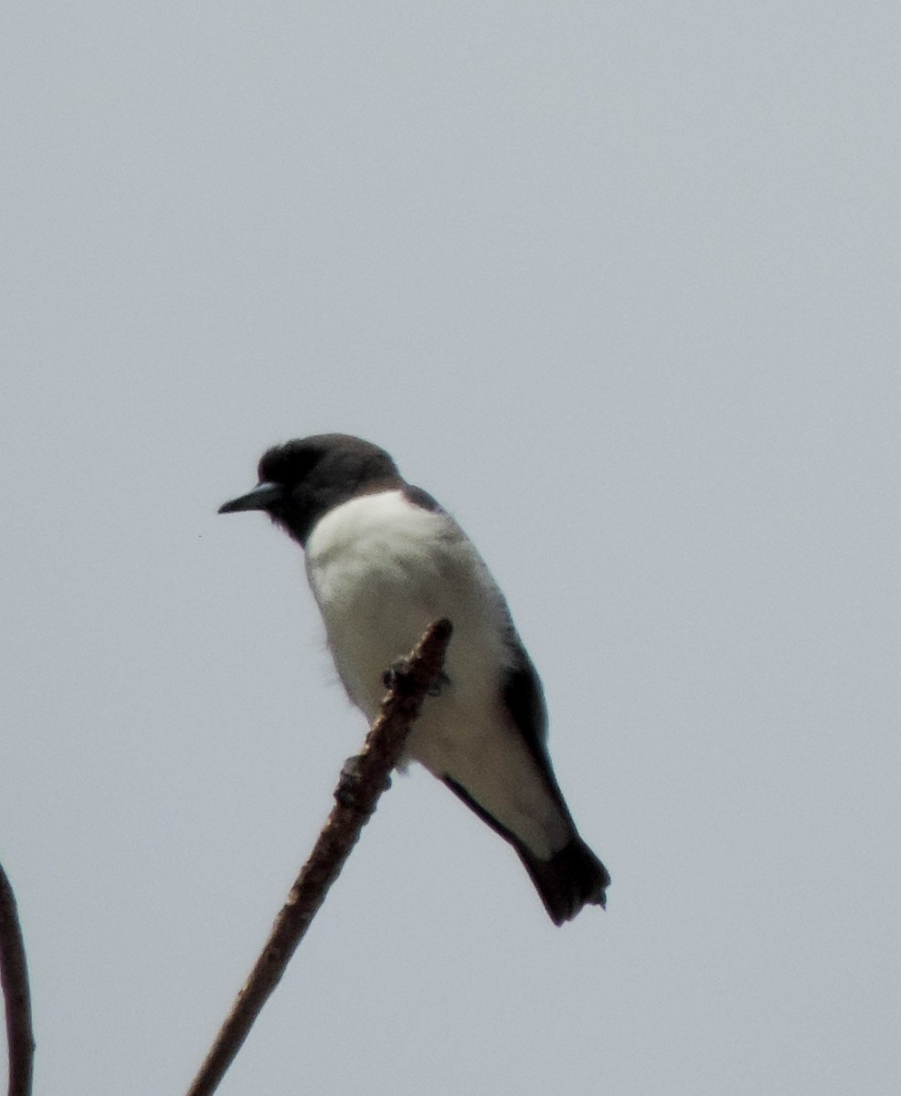 White-breasted Woodswallow - ML109746941