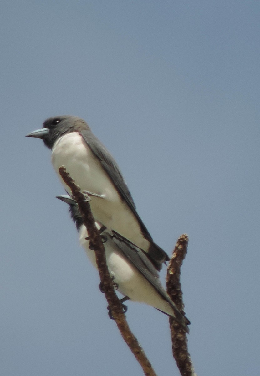 White-breasted Woodswallow - ML109746951