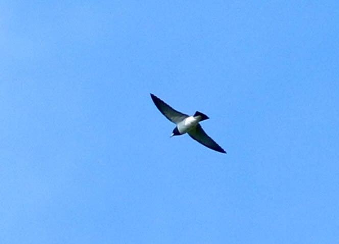 White-breasted Woodswallow - Nayana Amin