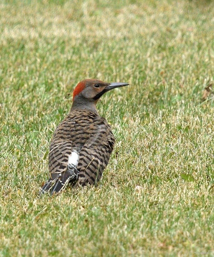 Northern Flicker (Yellow-shafted) - Sandra Cote
