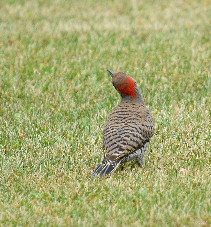 Northern Flicker (Yellow-shafted) - ML109747331