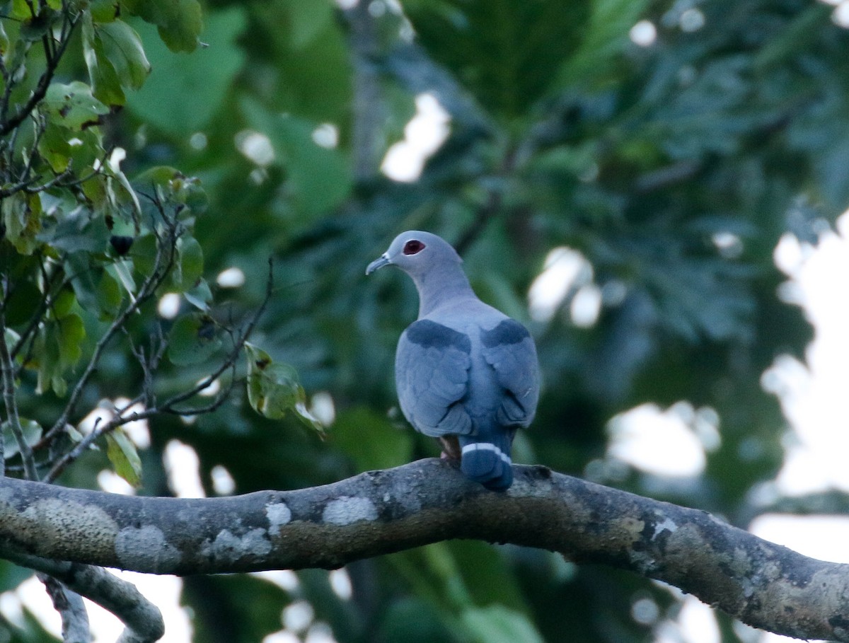 Pinon's Imperial-Pigeon - Nayana Amin