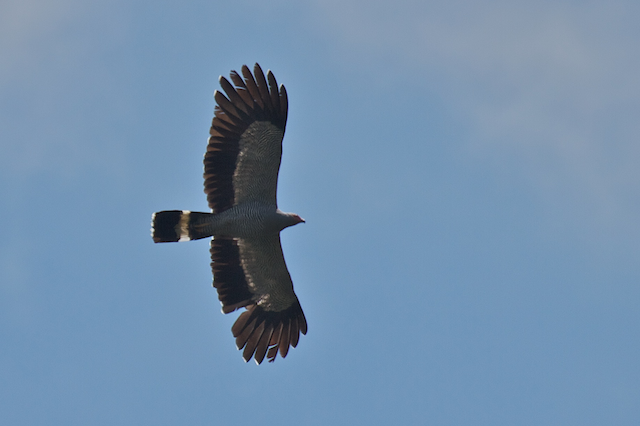 Madagascar Harrier-Hawk