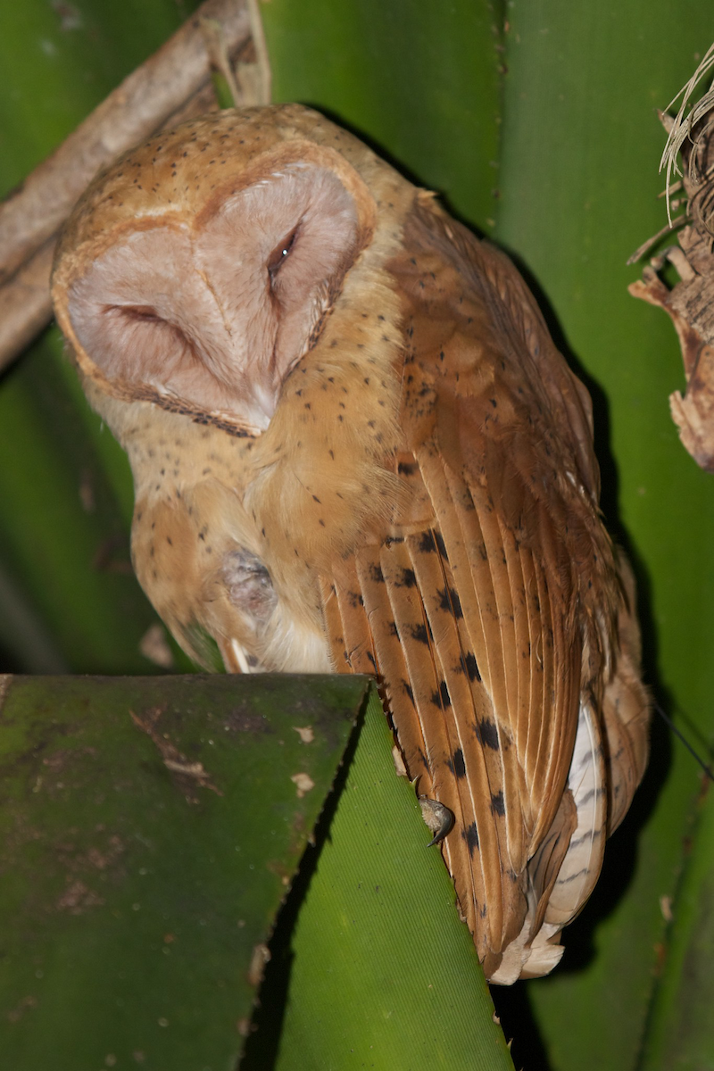 Red Owl - Robert Tizard