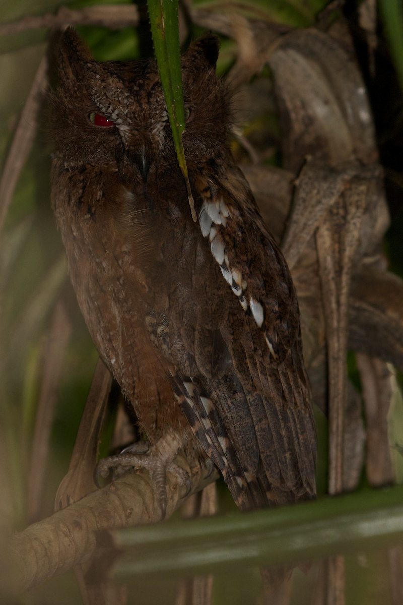 Madagascar Scops-Owl (Torotoroka) - ML109750561
