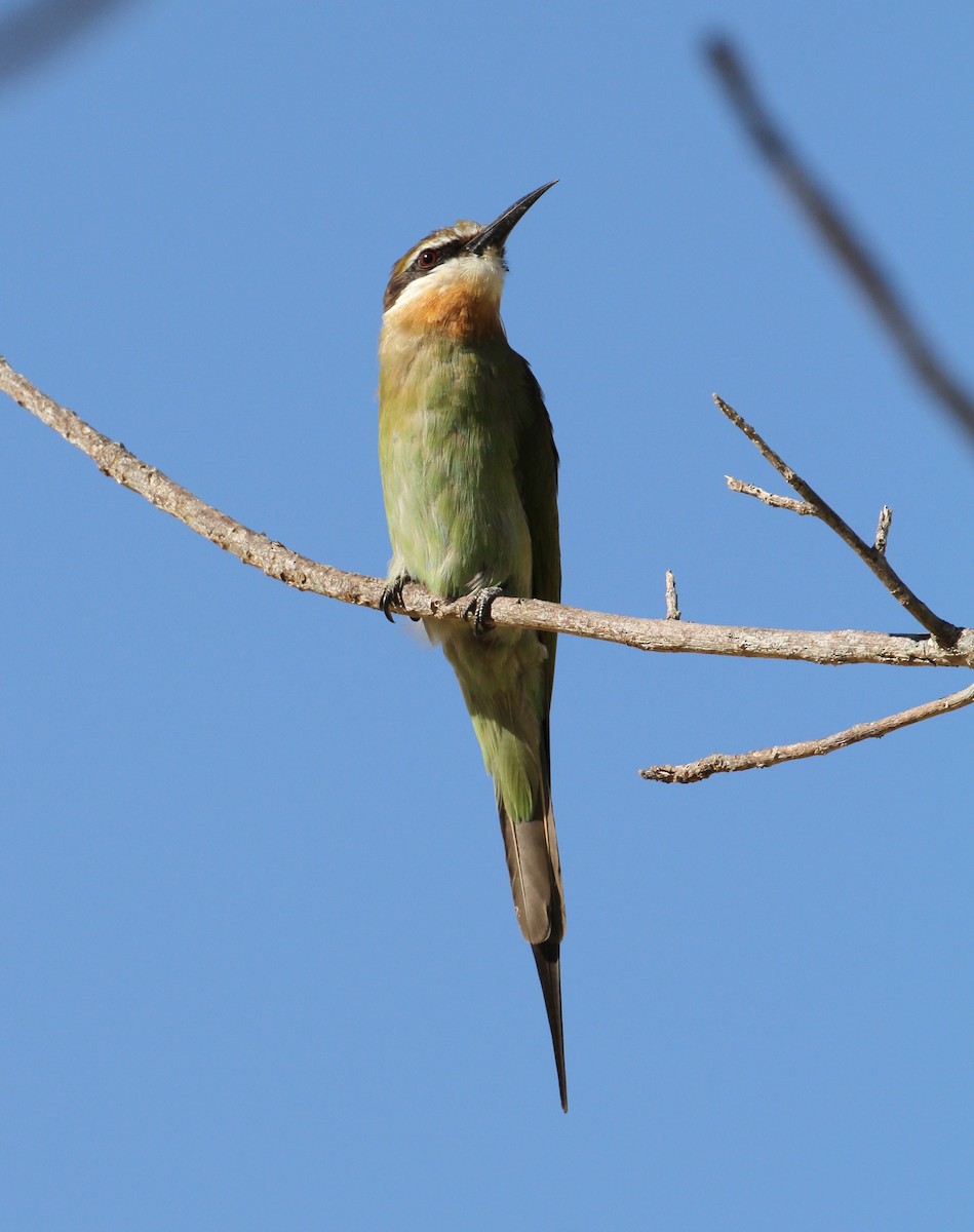 Madagascar Bee-eater - Philip Boyle