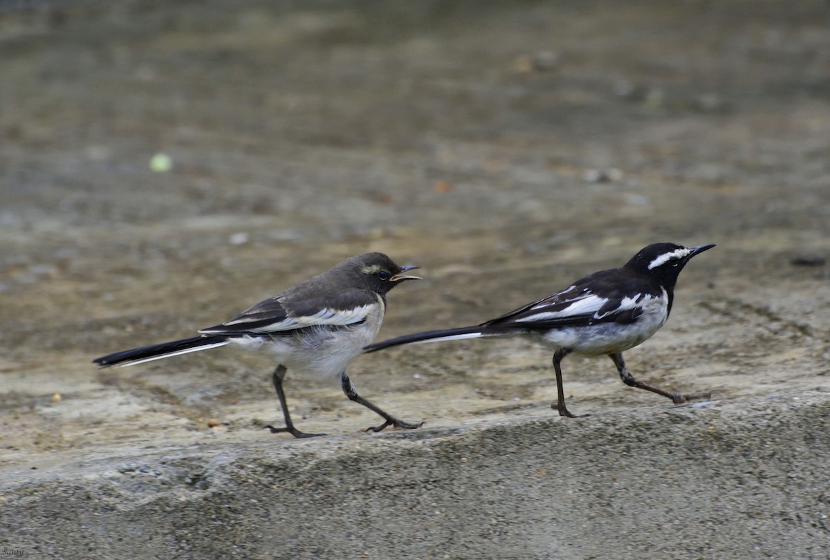 White-browed Wagtail - ML109751361