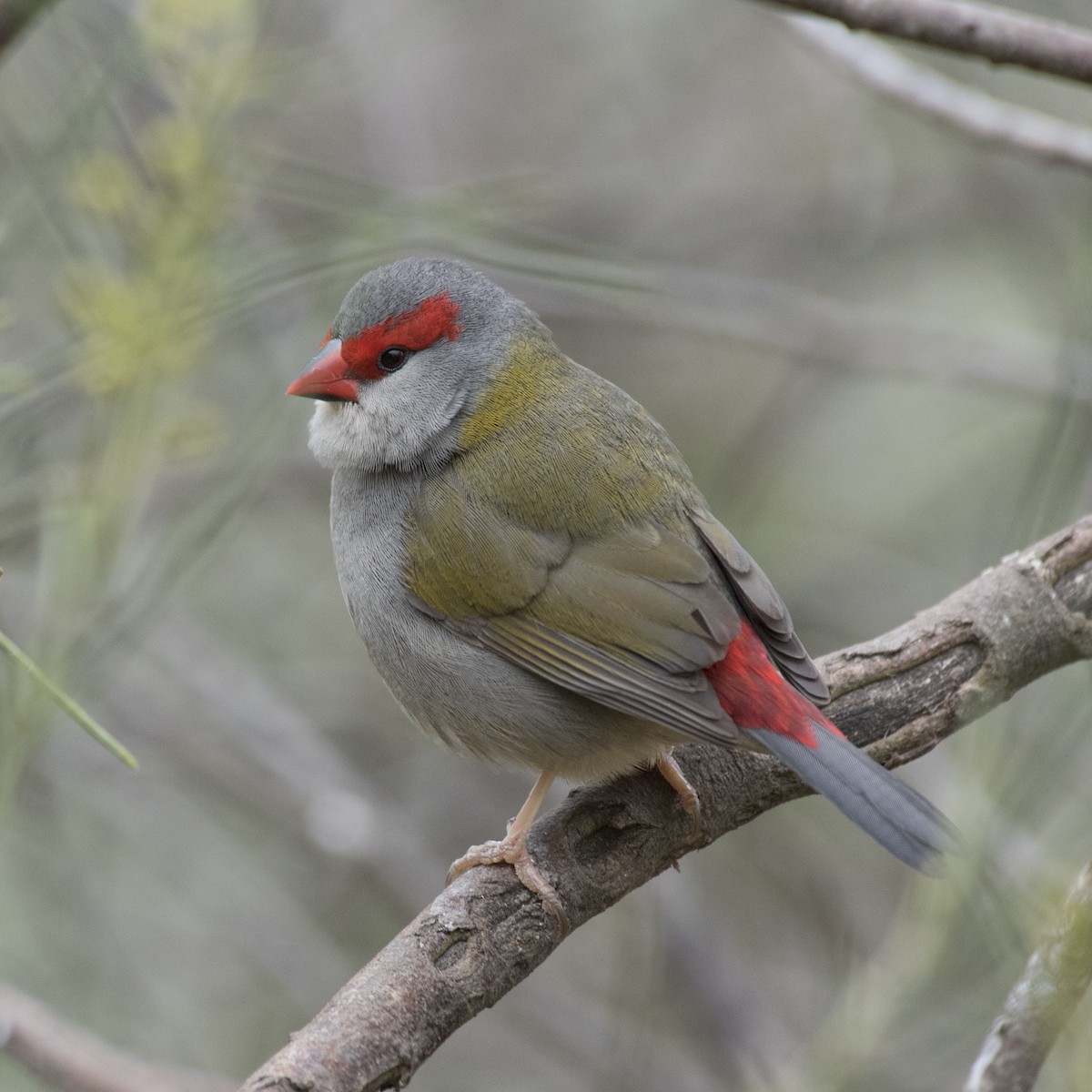 Red-browed Firetail - ML109754301