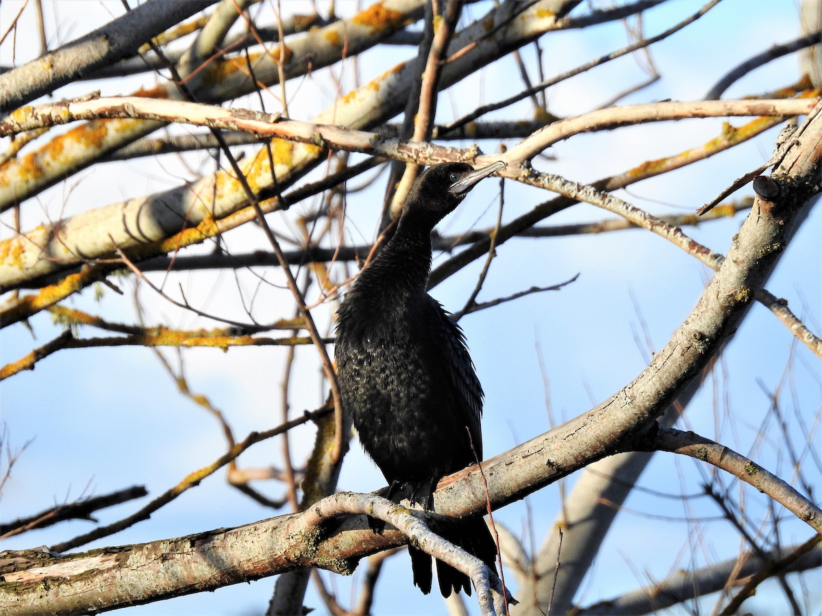 Little Black Cormorant - ML109755081
