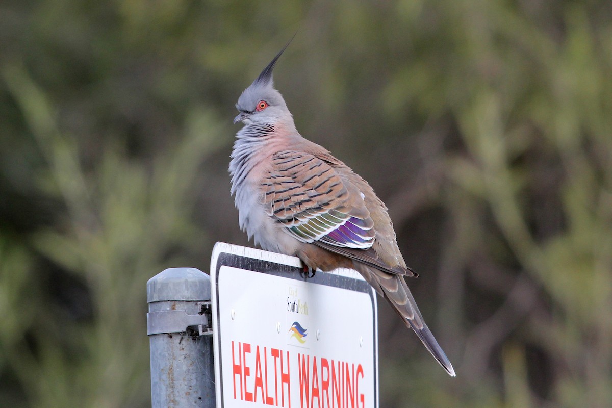 Crested Pigeon - ML109756321