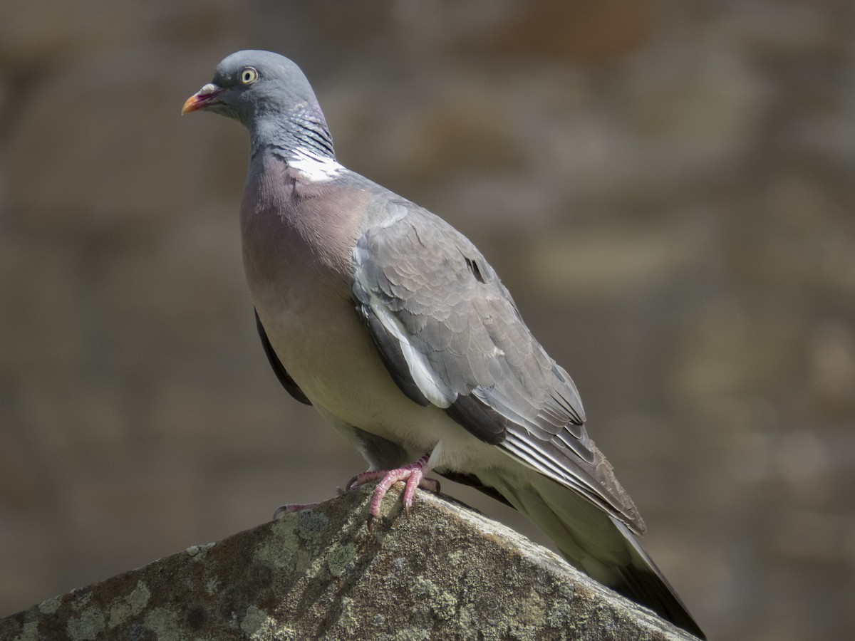 Common Wood-Pigeon - Glenn Kincaid