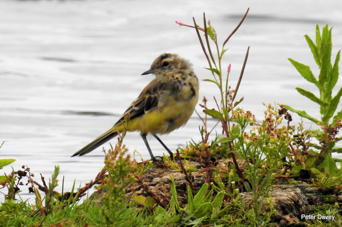 Western Yellow Wagtail - Peter Davey