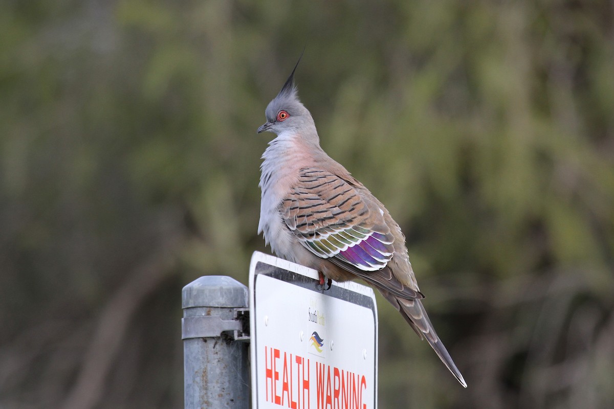 Crested Pigeon - ML109760011