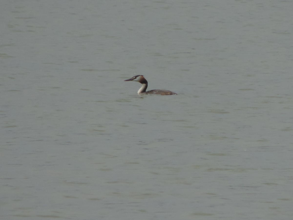 Great Crested Grebe - ML109762161