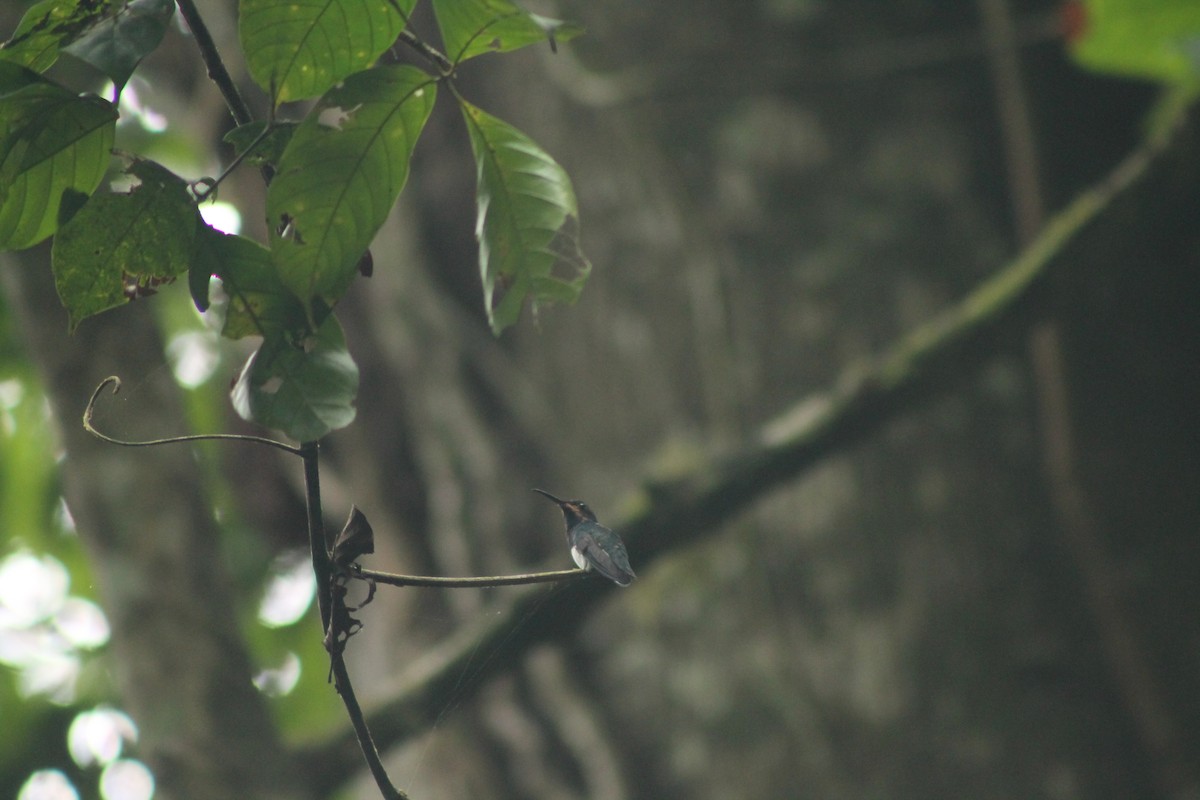 kolibřík bělokrký - ML109762431