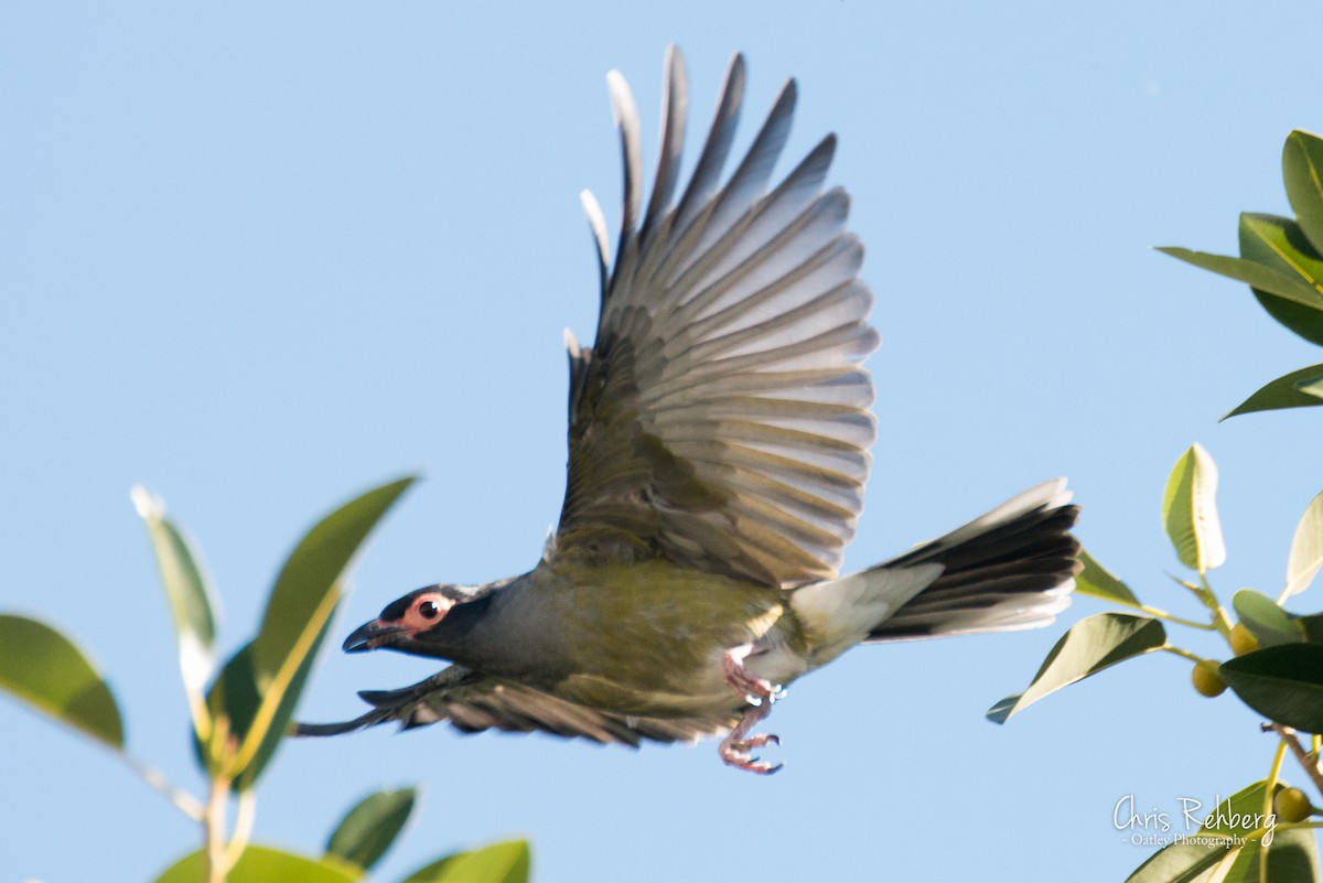 Australasian Figbird - Chris Rehberg  | Sydney Birding