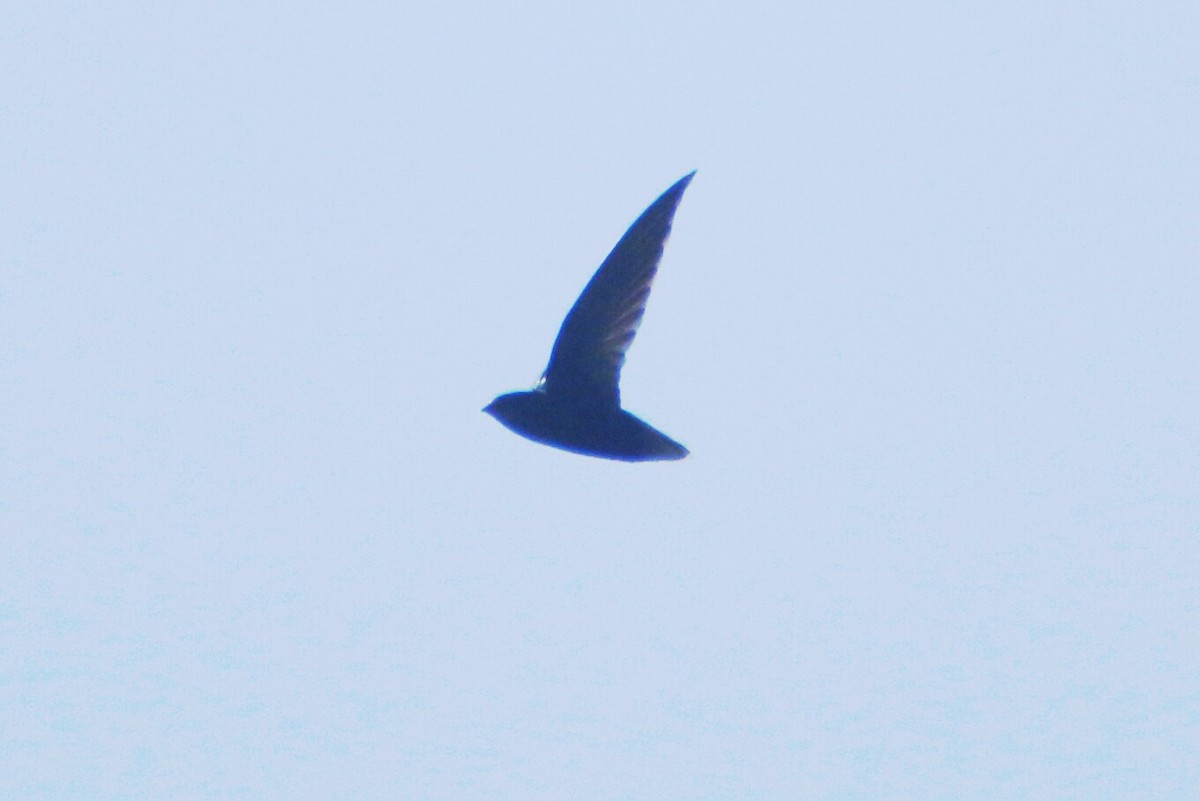 Short-tailed Swift - Ken Oeser
