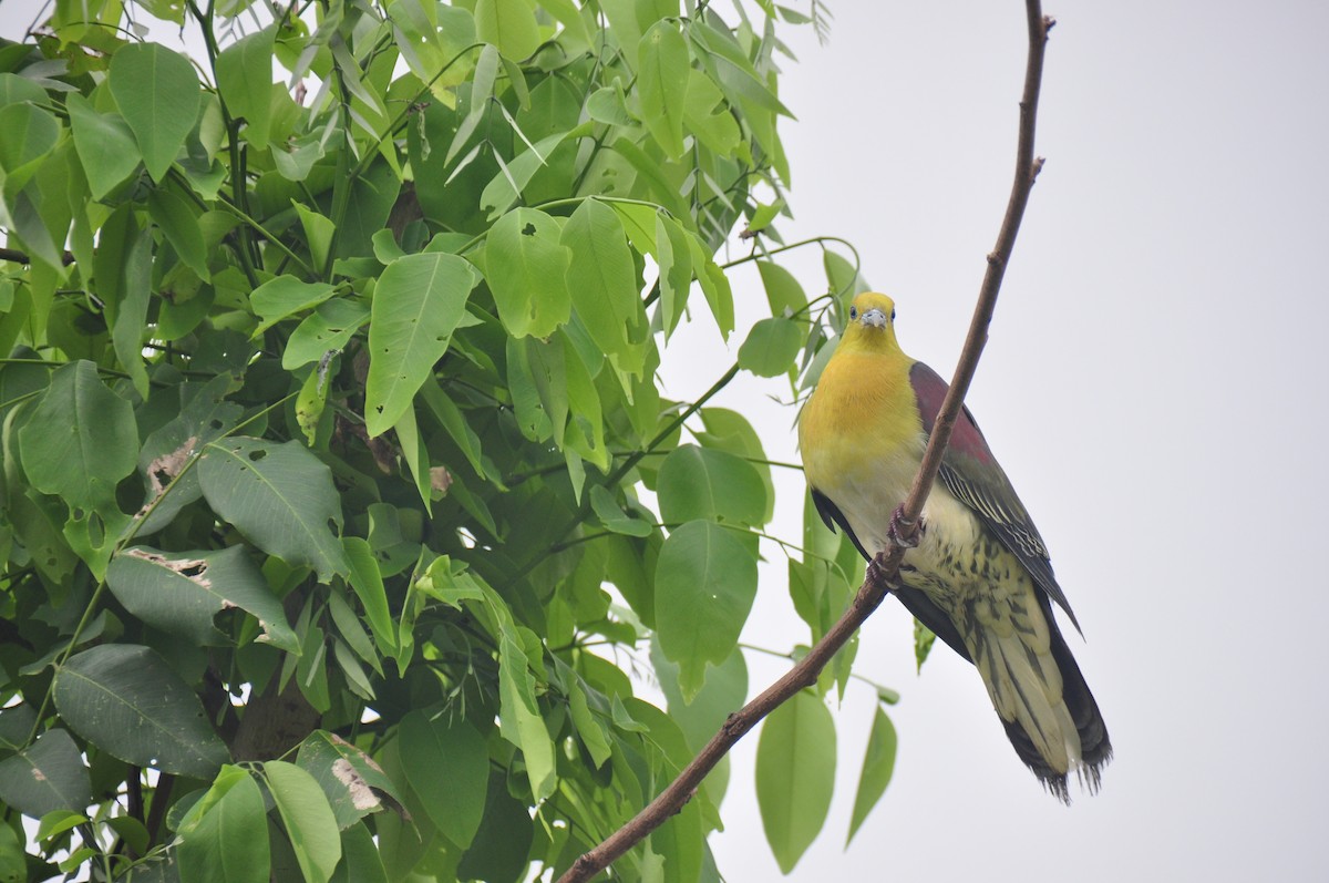 White-bellied Green-Pigeon - ML109773651