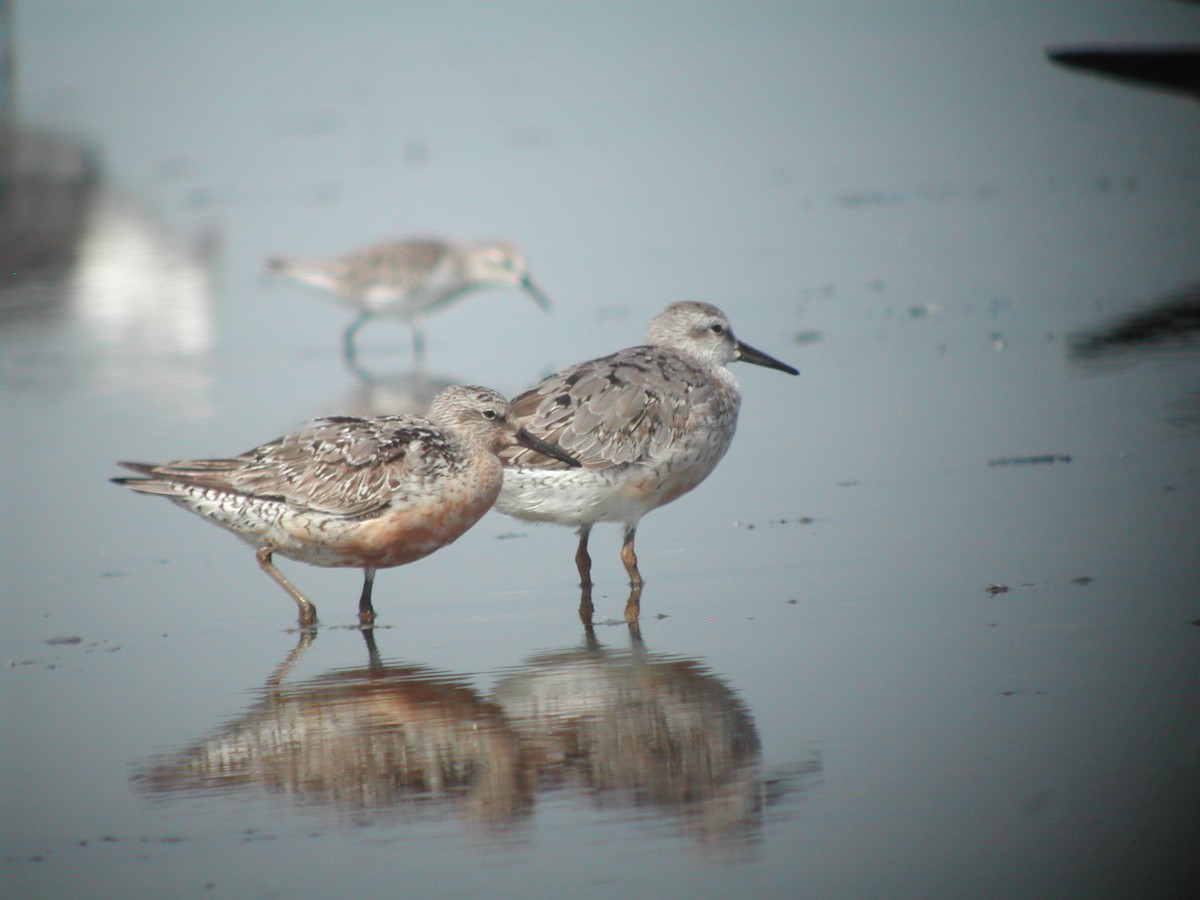 Red Knot - Cin-Ty Lee