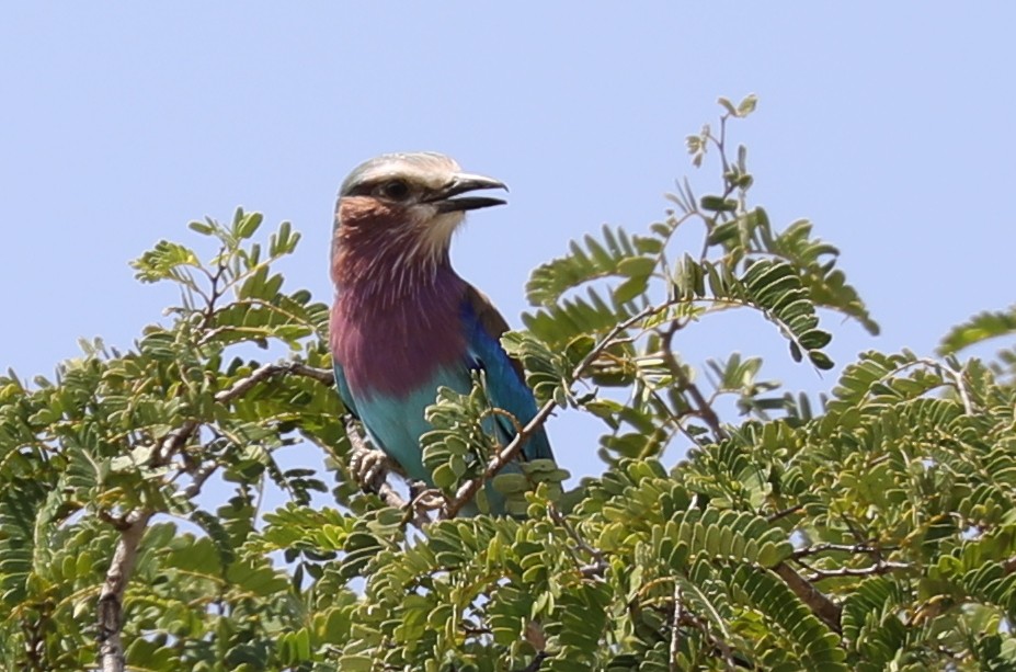 Lilac-breasted Roller - ML109775421