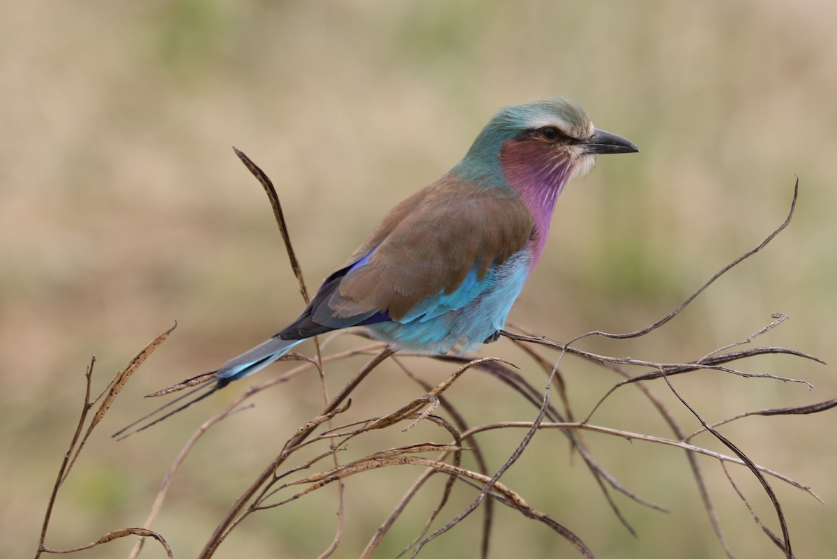 Lilac-breasted Roller - ML109775451