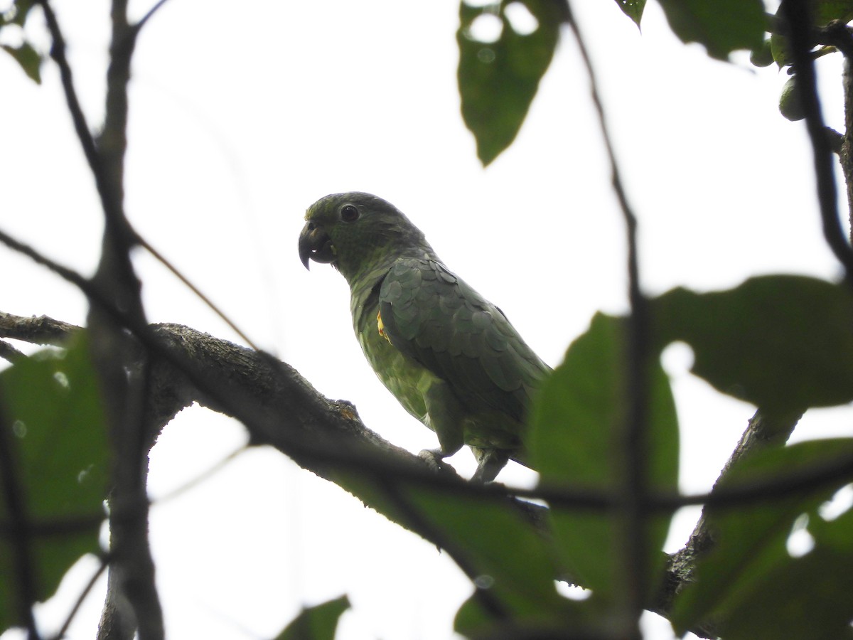 Scaly-naped Parrot - ML109776931