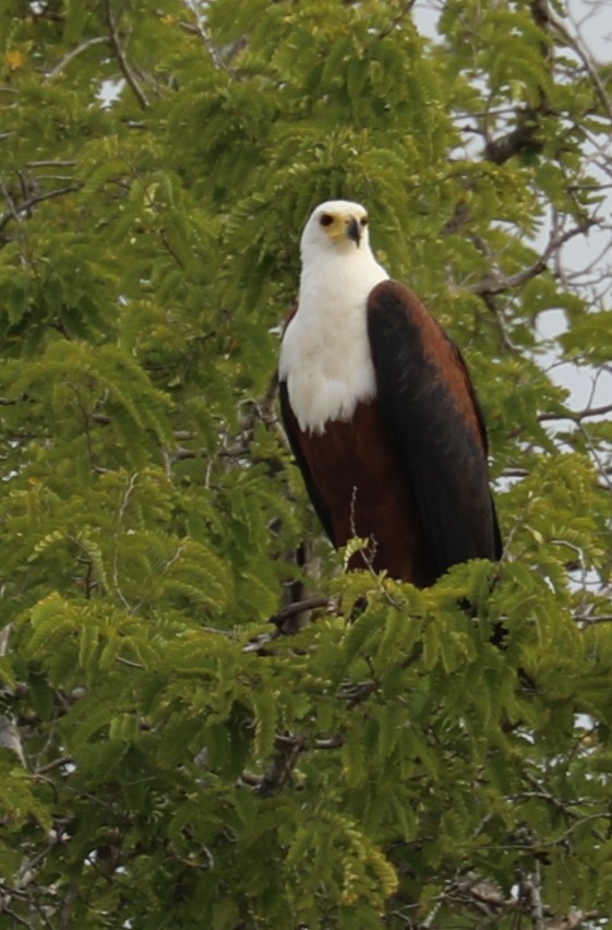 African Fish-Eagle - ML109776951