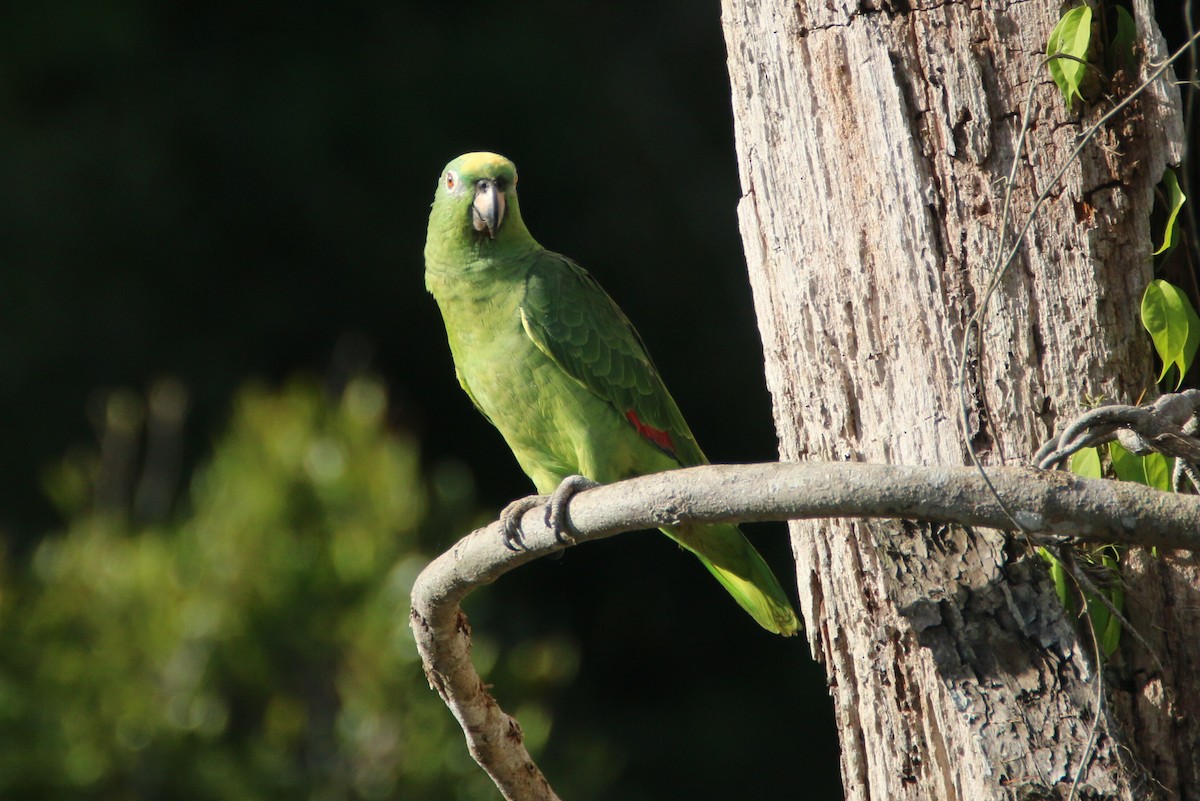 Yellow-crowned Parrot - ML109780371