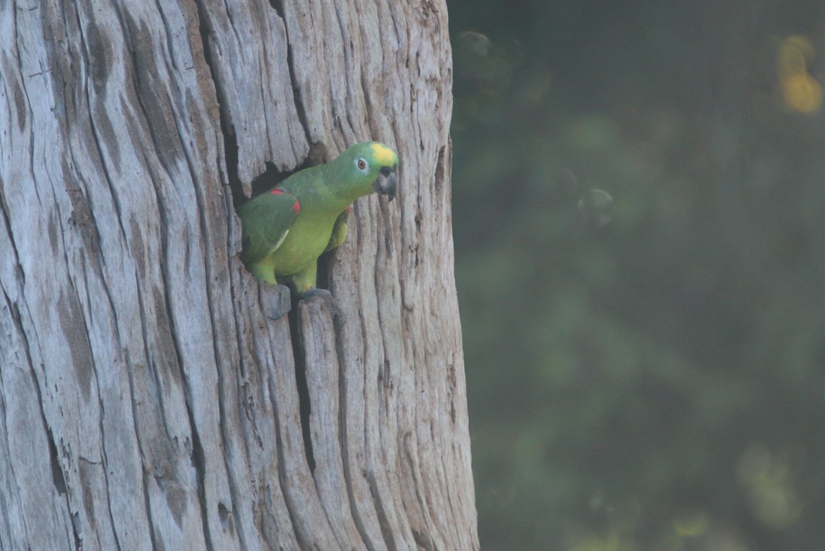 Yellow-crowned Parrot - ML109780391
