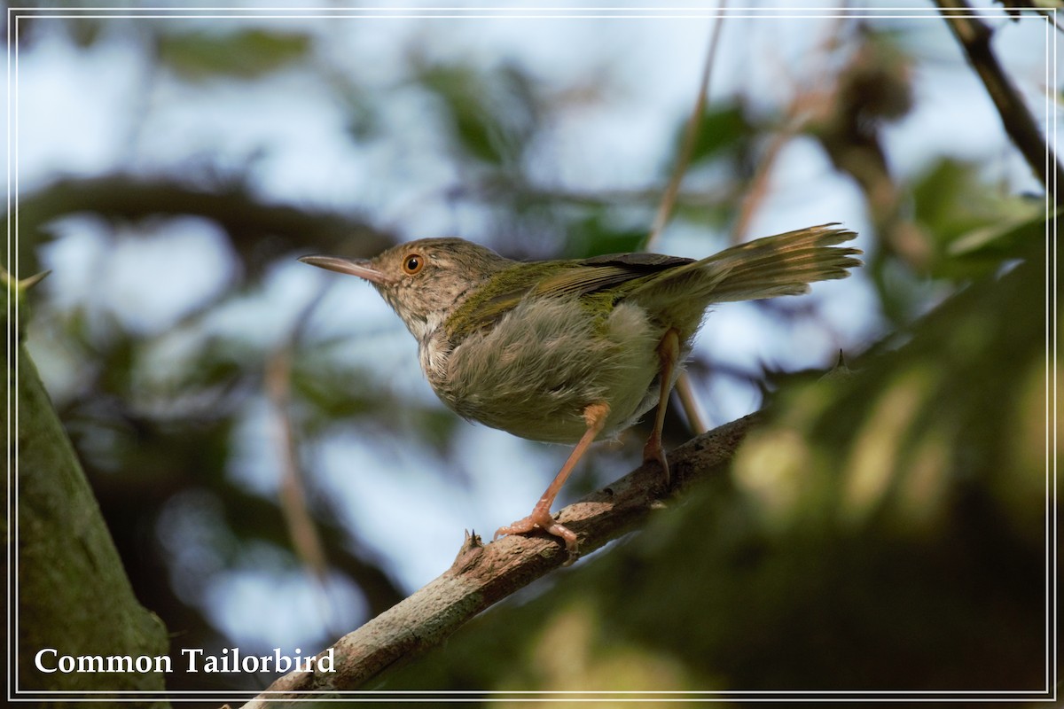 Common Tailorbird - Souvik Roychoudhury