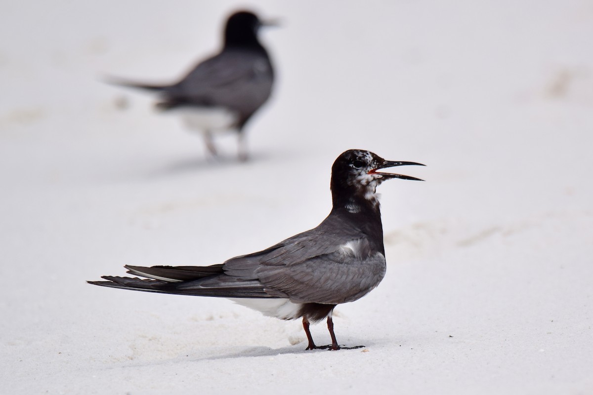 Black Tern - Perry Doggrell