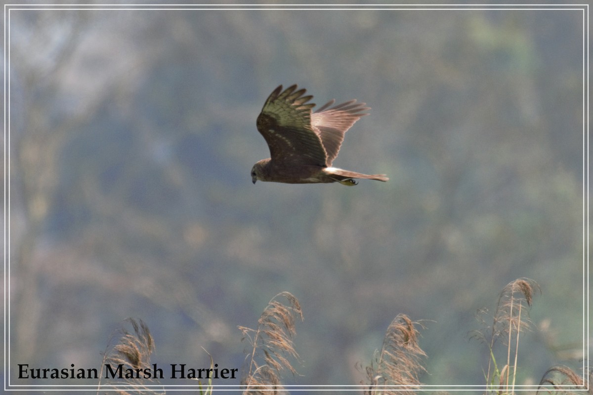 Western Marsh Harrier - Souvik Roychoudhury
