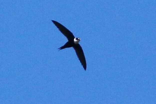Lesser Swallow-tailed Swift - ML109784361