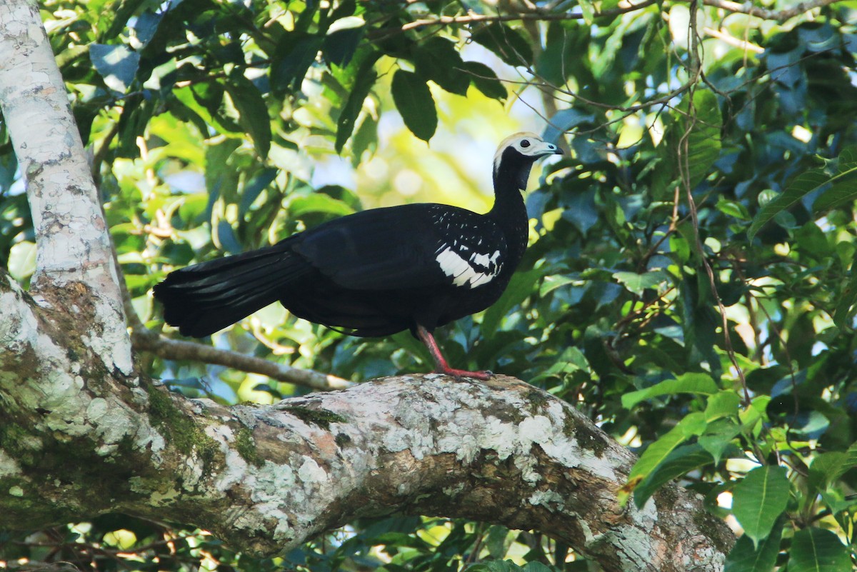 Blue-throated Piping-Guan - ML109784501