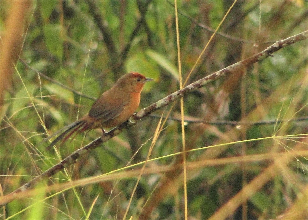 Orange-breasted Thornbird - ML109786511