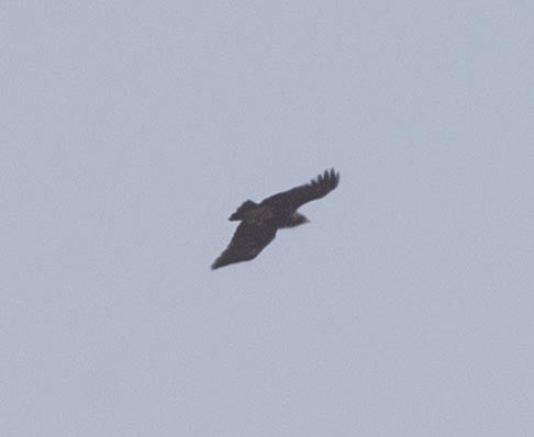 Greater Spotted Eagle - ML109786901
