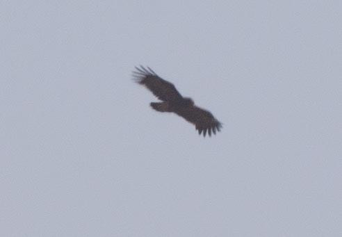 Greater Spotted Eagle - ML109786911