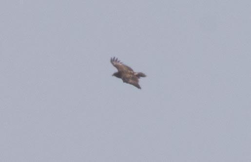 Greater Spotted Eagle - ML109786921