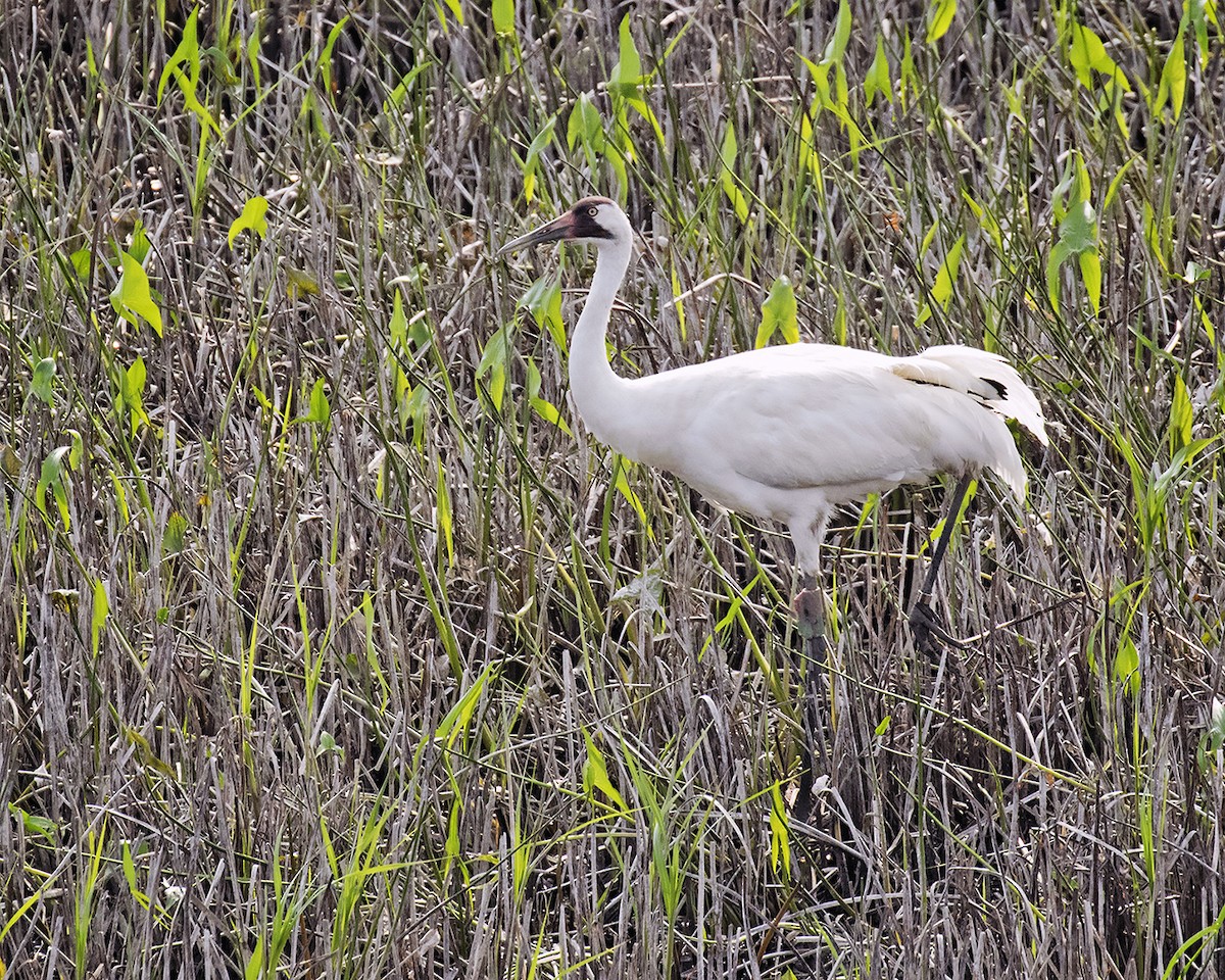 Whooping Crane - Michelle Terrell