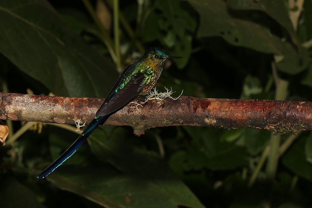 Long-tailed Sylph - ML109790871