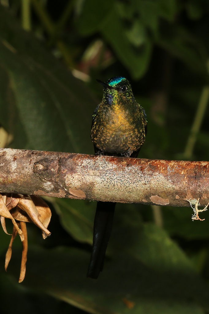 Long-tailed Sylph - ML109790881