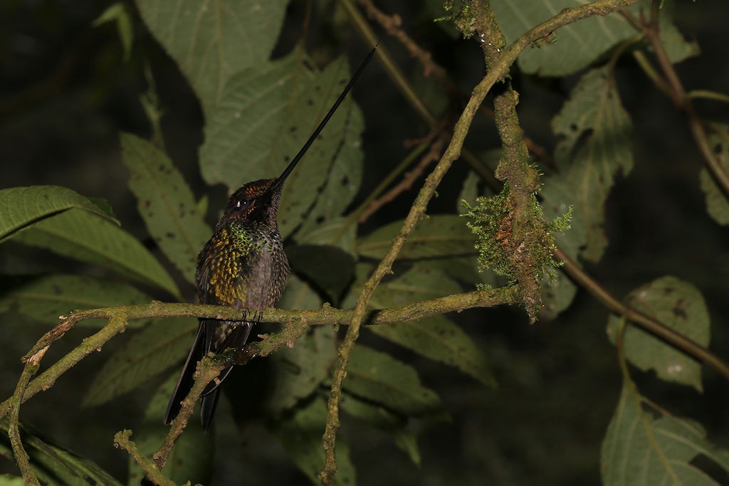 Sword-billed Hummingbird - ML109792221