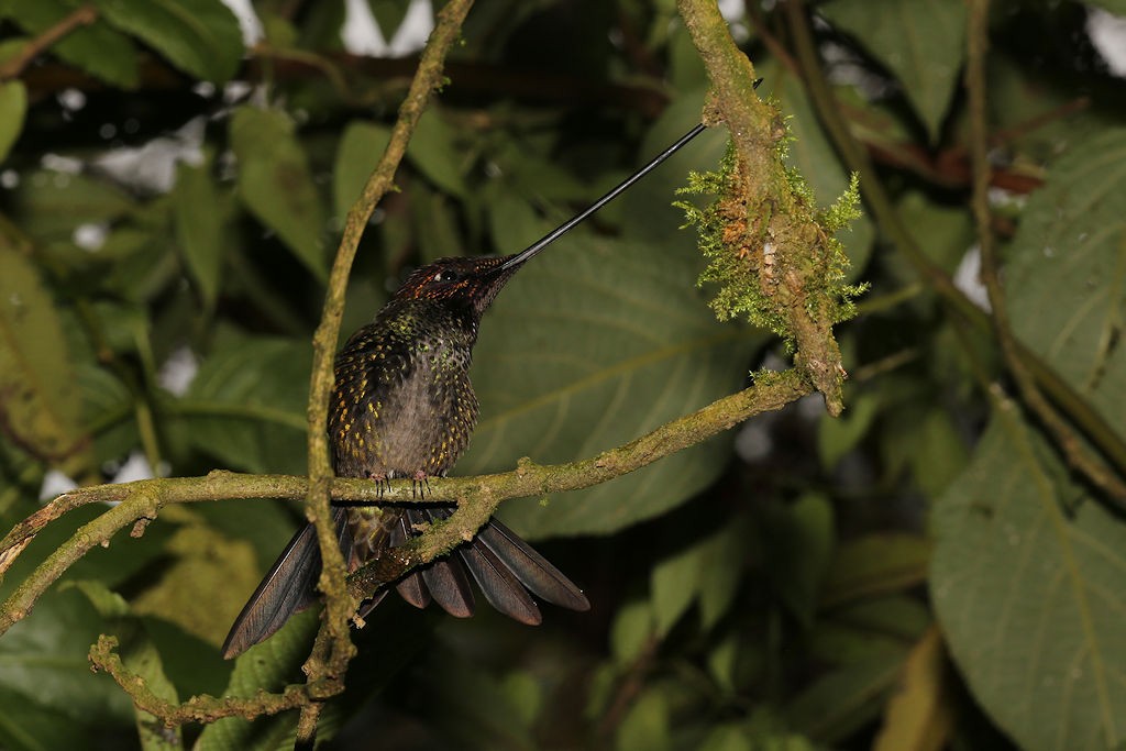 Sword-billed Hummingbird - ML109792231