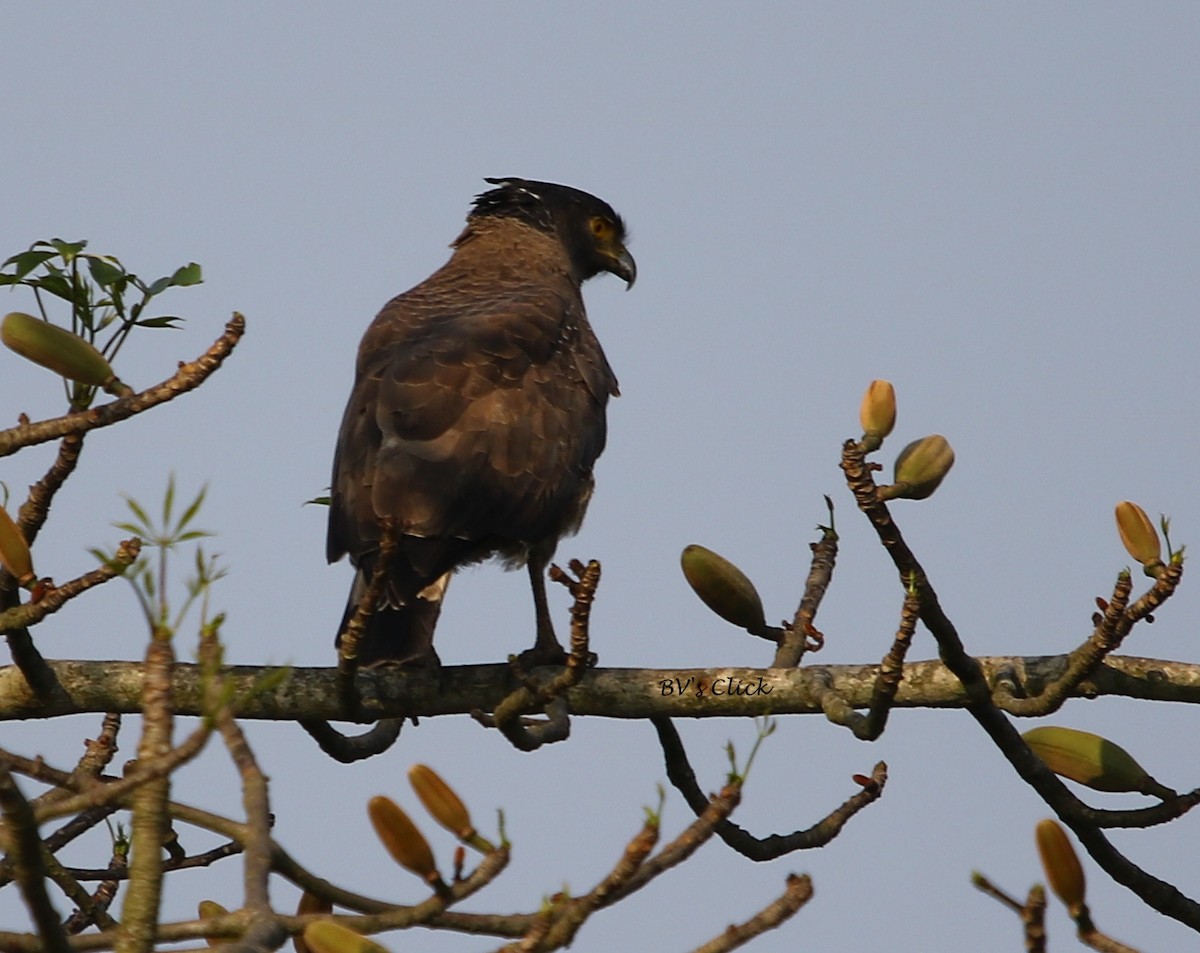 Crested Serpent-Eagle - ML109792641